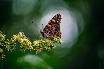 a bright orange butterfly  vanessa cardui sits on a flowering tree branch