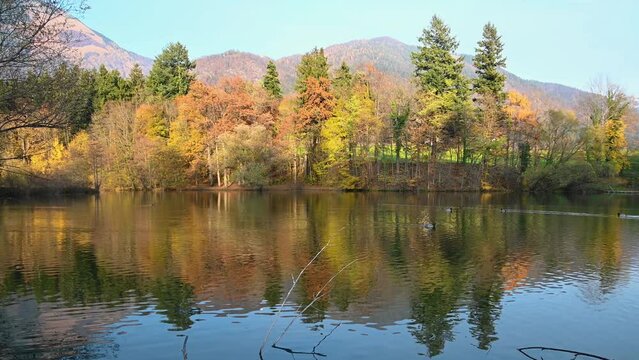 Calm Lake Preddvor in Slovenia on bright sunny day. Colorful autumn or fall season. Ducks in the water. Mountains in the background. Small pond with wild animals. Right pan, real time