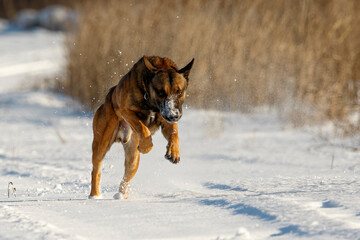 Belgian Shepherd Malinois in a jump on a snowy road