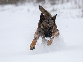Belgian Shepherd Malinois running through the snowdrifts