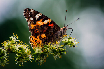 a bright orange butterfly  vanessa cardui sits on a flowering tree branch