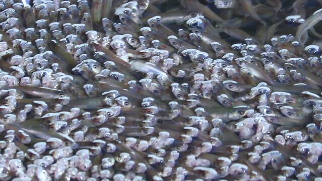 Close up of shoal freshwater fish sunbleak swim up to the surface of the water and swallows air. The problem of lack of oxygen in water bodies in winter. Selective focus.