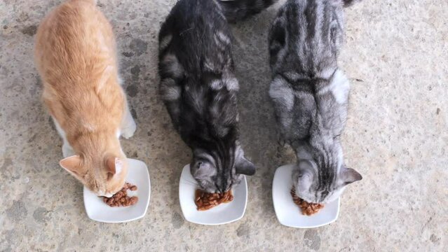 Three cats are eating food from white plates. Two gray and ginger cat are having lunch