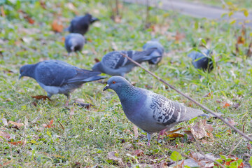 Pigeons on the grass in the park