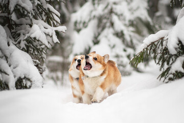welsh corgi pembroke dog winter snow