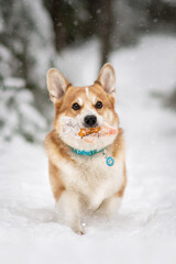 welsh corgi pembroke dog winter snow