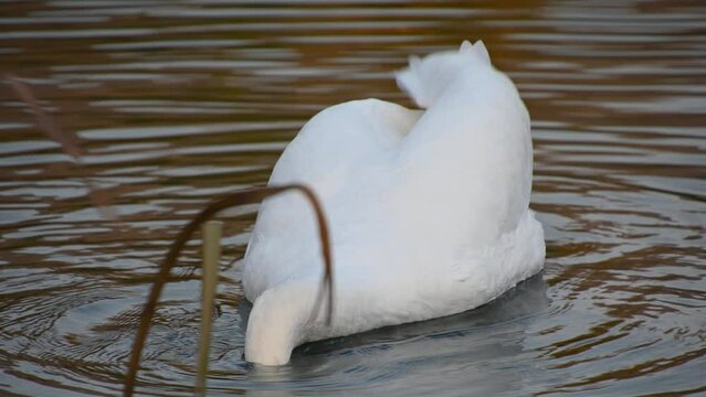 Close up view of single swan diving in lake water to hunt and eat. Mute swan (Cygnus olor) foraging for food in water, white bird feeding in the lake. Birdwatching in nature. Real time