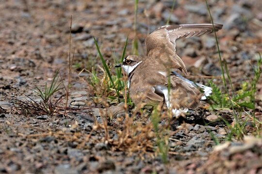 Ein Flussregenpfeifer (Charadrius dubius) lenkt durch Verleiten vom Nest ab.