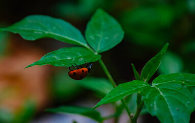 ladybug on a green tree leaves macro
