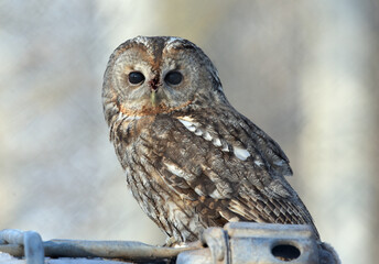 Straight in the eyes with owl.