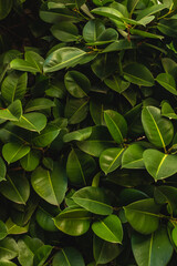Green Plants Natural Background Photo