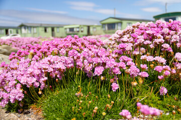 Fototapeta na wymiar Pretty pink thrift plant growing on edge of caravan park that leads on to beach in coastal Wales.