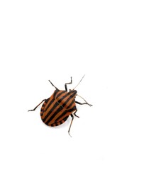 A specimen of graphosoma lineatum, small beetle with red lines, video on white on black background