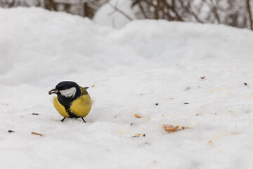 Obraz na płótnie Canvas great tit. bird eating sunflower seed in snow in the forest. Feeding birds in winter.