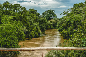 river in the forest