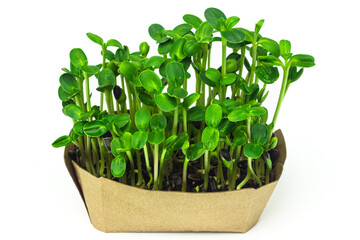Fresh sunflower microgreen sprouts growing in craftpaper box isolated on white background. Young sunflower shoots close up. Home grown micro green.