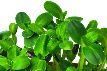 Macro shot of fresh sunflower microgreen sprouts isolated on white background. Young sunflower shoots close up. Home grown micro green.