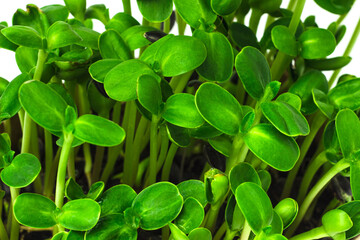 Macro shot of fresh sunflower microgreen sprouts isolated on white background. Young sunflower shoots close up. Home grown micro green.