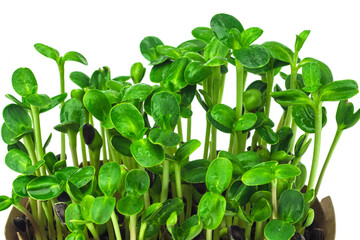 Fresh sunflower microgreen sprouts growing in craftpaper box isolated on white background. Young sunflower shoots close up. Home grown micro green.