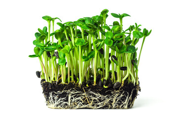 Fresh sunflower microgreen sprouts growing from the soil isolated on white background. Young...