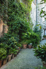 Lots of green plants on the street in Saint Paul de Vence, South of France