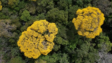 The flowering of the yellow ipês in the middle of the forest
