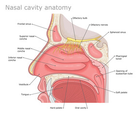Human nasal cavity anatomy medical vector illustration. - obrazy, fototapety, plakaty
