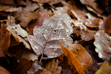 Oak's leaves on the ground autumn