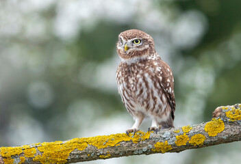 Little owl ( Athene noctua ) close up