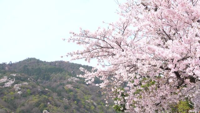 京都　嵐山　満開の桜