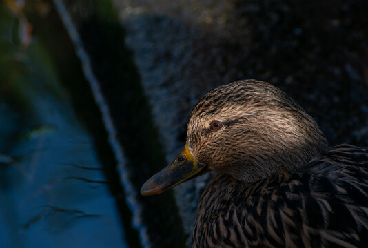 A hen Mallard duck sit in the shadows. A band of light flashes across her face showing the eye in sharp detail. 