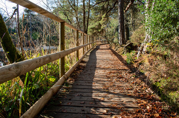 A sunlit wooden path runs through a forest with a lake to the left in frame.