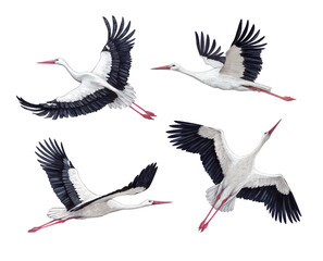 Acrylic illustrations of storks. Perfect for invitations, greeting cards, posters, postcards, and other printed goods - 486059144