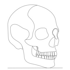 skull contour one line sketch vector