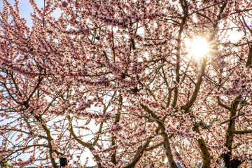 Almond trees in bloom under blue sky