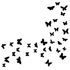Fototapeta na wymiar flying butterflies silhouette ,on white background