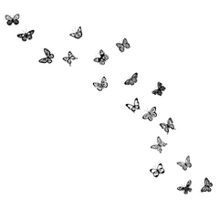 Door stickers Butterflies in Grunge flying butterflies silhouette ,on white background, vector