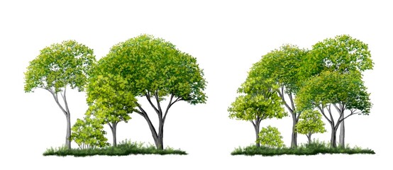 watercolor forest or tree side view isolated on white background  for landscape plan and architecture layout drawing, elements for environment and garden