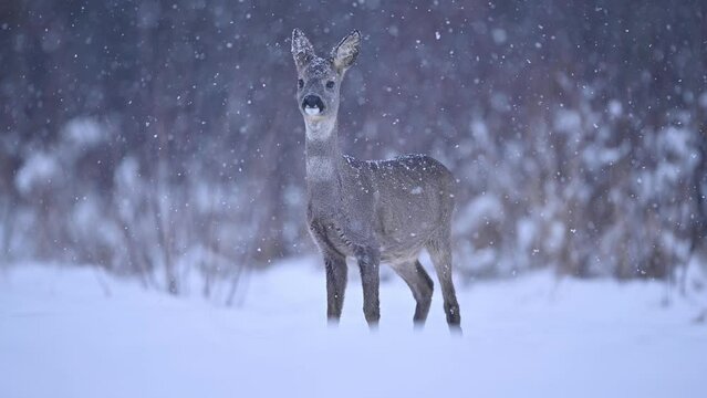 roe deer in the winter forest