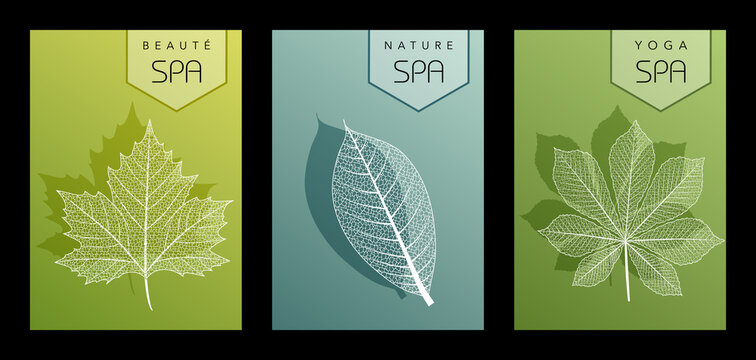 S&eacute;rie de 3 flyers, pour un spa ou un &eacute;tablissement beaut&eacute; au naturel, d&eacute;cor&eacute; de 3 feuilles diff&eacute;rentes aux nervures apparentes blanches sur des fonds aux nuances bleues et vertes.