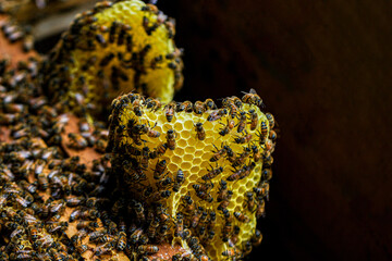 Bee on honeycomb. Beekeeping, wholesome food