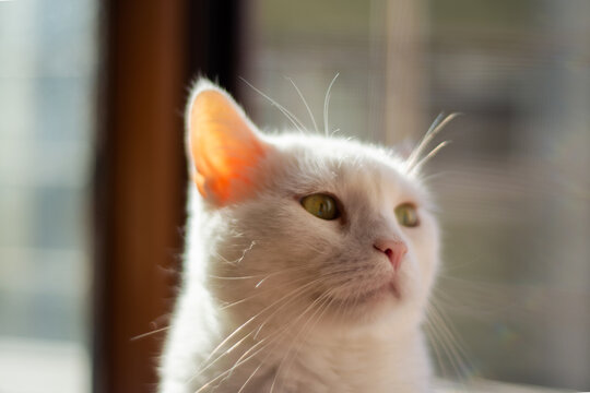Portrait of a white cat