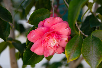 Pink camellia flower flowering plant blooming on green tree branch in spring