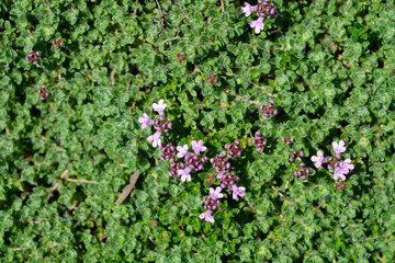 Wild thyme