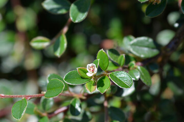 Bearberry cotoneaster Radicans