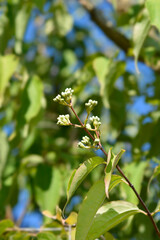 Seven-son flower tree