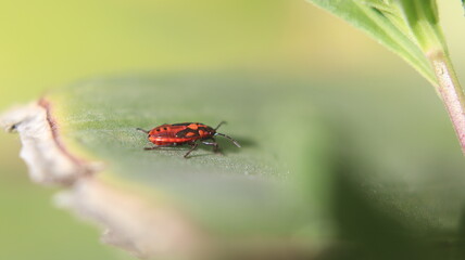 Gros d'un gendarme (insecte)