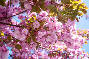 beautiful pink flowers of blooming sakura tree in spring