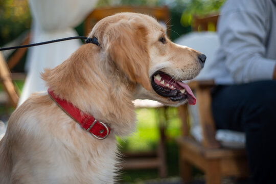 Golden Retriever dog in nature