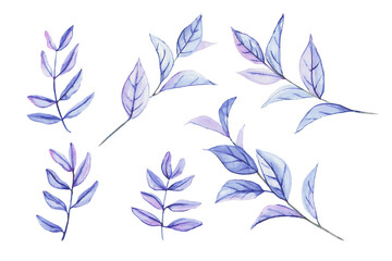 A set of sprigs of Ruscus and Pistacia plants, painted in watercolor and tinted in purple-pink. Exotic plants for floral bouquets and arrangements. Watercolor plants for decoration isolated on white.